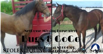 STOLEN EQUINE Rarebug, GoGo, Seguin Near El Paso, TX, 79915